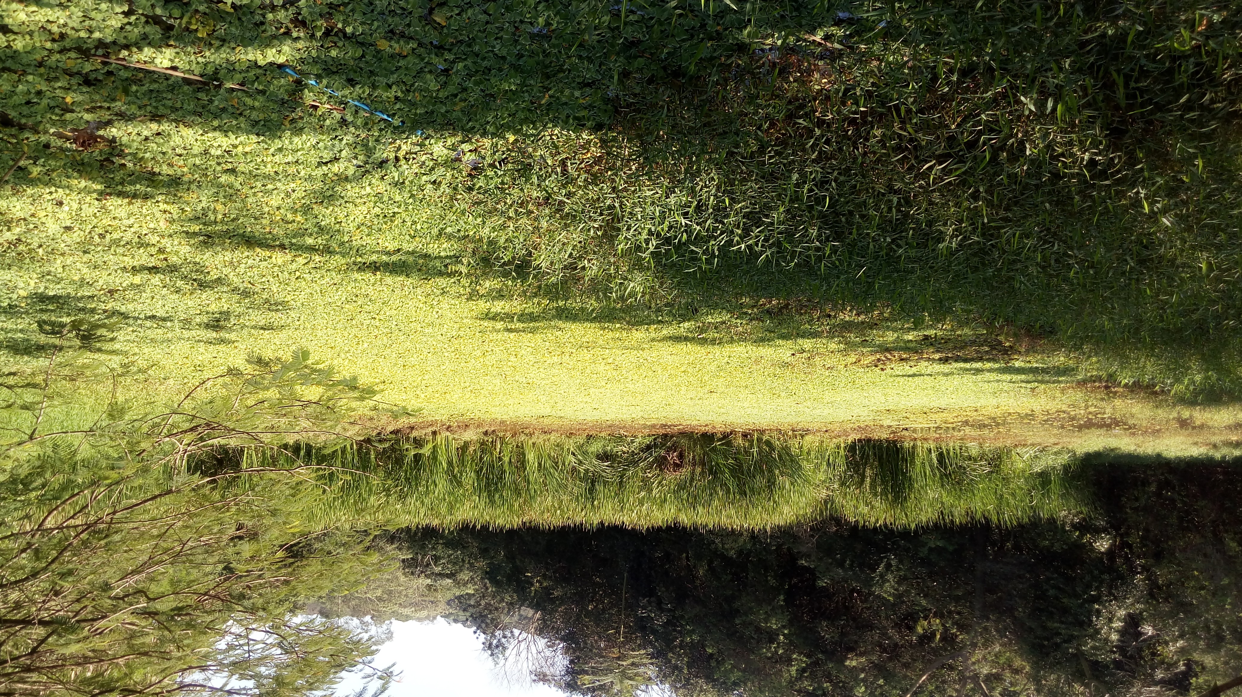 2018718_Vereador recebe resposta sobre limpeza da lagoa do Vale das Cigarras.